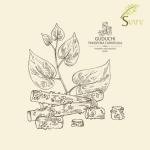 Giloy Powder for Immune Support and Digestion