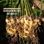 Organic Ginger Extract 7500mg - 90 Vegan Capsules