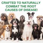 Immune Support Drops for Dogs – 60ml Herbal Blend