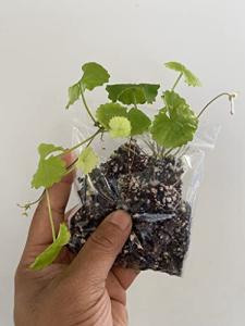 Gotu Kola - Centella Asiatica Herbal Supplement