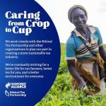 Tetley Pure Green Tea Bags - 50 Count