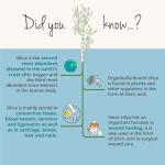 Vegavero Organic Silica Capsules for Hair and Skin