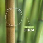 Organic Silica 500mg from Bamboo - 90 Vegan Caps