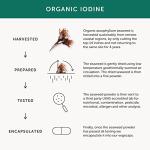 Organic Seaweed Iodine Supplement – Vegan Friendly 30 Vegecaps