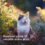 AniForte Taurine for Cats - Natural Amino Acid