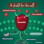 Organic Astaxanthin 8 mg - Vegan Antioxidant Support