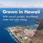 Nutrex Hawaii BioAstin Astaxanthin 4 mg Softgels