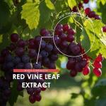 Red Vine Leaf Extract 650mg - 90 Vegan Capsules