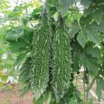 High Yield Karela Vegetable Seeds (5 Pack)