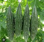 High Yield Karela Vegetable Seeds (5 Pack)