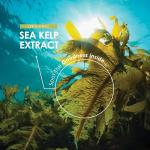 High Strength Sea Kelp Extract Vegan Tablets