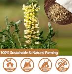 80 Bags of Caffeine-Free Wild Licorice Root Tea