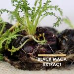 Organic Black Maca Root with Black Pepper – 90 Capsules