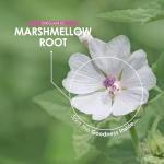 Organic Marshmallow Root 1400mg - Vegan Capsules