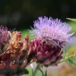 A.Vogel Milk Thistle Complex - 60 Plant-Based Tablets