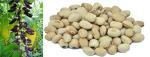 Mucuna Pruriens Velvet Bean Seeds - 20 Pack