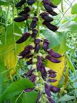 Mucuna Pruriens Velvet Bean Seeds - 20 Pack