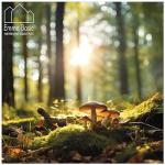 Dried Porcini Mushrooms 45g by Emma Basic