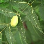 Naissance Organic Cold-Pressed Neem Oil 100ml