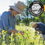 Organic Stinging Nettle Leaf Tincture Drops