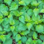 Alpi Nature Nettle Leaf Powder 250g