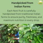 Basic Ayurveda Noni Virgin Juice - Herbal Drink