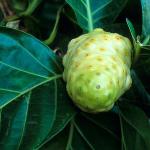 Fresh Noni Fruit Seeds - 80 Pack