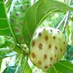 Fresh Noni Fruit Seeds - 80 Pack