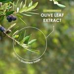 Organic Olive Leaf Extract 7500mg – 60 Vegan Capsules