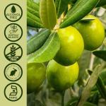 Nature's Answer Alcohol-Free Olive Leaf Extract, 2 oz