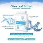 High Potency Olive Leaf Extract - 60 Capsules