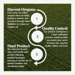 Organic Oregano Oil Capsules for Immune Support