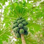 Pure Organic Papaya Leaf Powder - 100% Natural