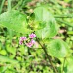 Organic Punarnava Mool Powder - 100% Pure