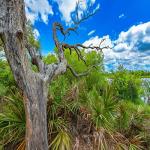 Mimea Saw Palmetto Berry Powder - 1kg Natural Support