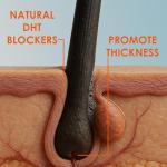 HPX ONE Men's Anti Hair Loss Shampoo - DHT Blockers