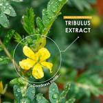 High Strength Tribulus Terrestris 5000mg - 60 Capsules