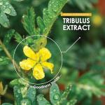 Super Strength Tribulus Terrestris Extract 15,000mg