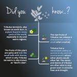 Tribulus Terrestris High Strength Supplement - 120 Vegan Capsules