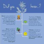 Vegavero Tribulus & Maca Root 500 mg Capsules