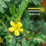 Organic Tribulus 1500mg - High Potency Vegan Capsules