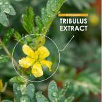 Organic Tribulus Terrestris 7500mg - 90 Capsules