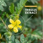 Super Strength Tribulus Terrestris Extract 10,000mg