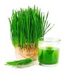 Organic Wheatgrass Sprouting Seeds 250g - Superfood