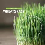 Organic Wheatgrass 2100mg - 90 Vegan Capsules