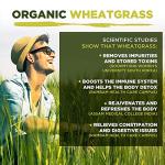 Organic Wheatgrass Powder 200g with High Chlorophyll