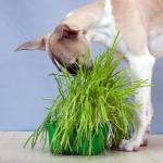 Wheat Grass Seeds for Dogs - 150g Pouch