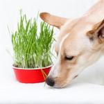 Wheat Grass Seeds for Dogs - 150g Pouch