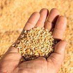 Wheat Grass Seeds for Dogs - 150g Pouch