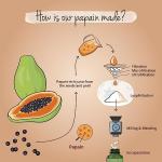 Vegavero Papaya Enzyme - 2,100 mg Natural Capsules